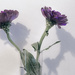 Last Two Garden Flowers by megpicatilly