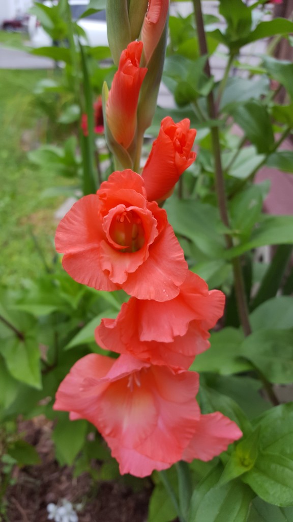 And We Have A Gladiolus by jo38