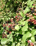 31st Aug 2017 - Blackberries for Science