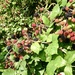 Blackberries for Science by helenmoss