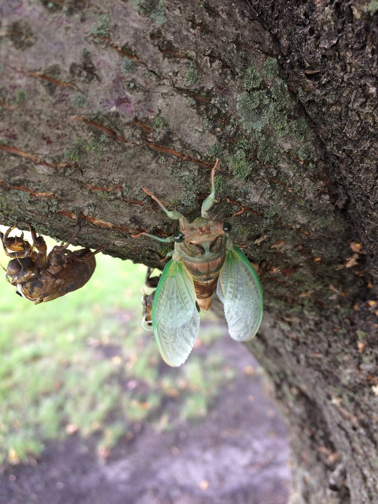 Cicada and Shell by bjchipman