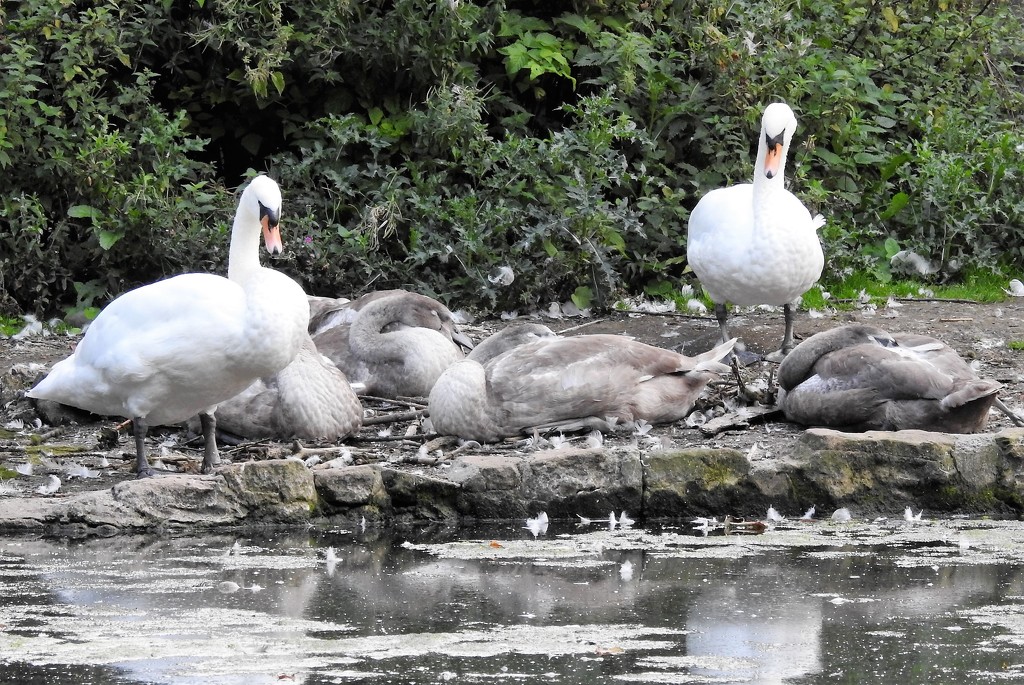 Swans Resting by oldjosh