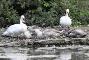 27th Aug 2017 - Swans Resting