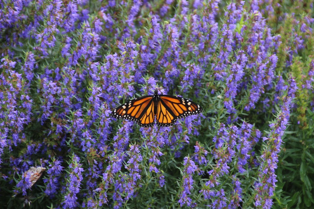 Monarch Butterfly On Catmint by bjchipman