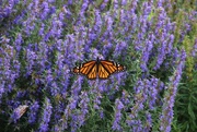 26th Aug 2017 - Monarch Butterfly On Catmint