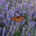 Monarch Butterfly On Catmint by bjchipman