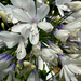 Agapanthus... by snowy