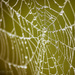 Web of Droplets by cindymc