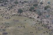 31st Aug 2017 - Counting Cape Buffalo