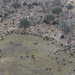 Counting Cape Buffalo by leonbuys83