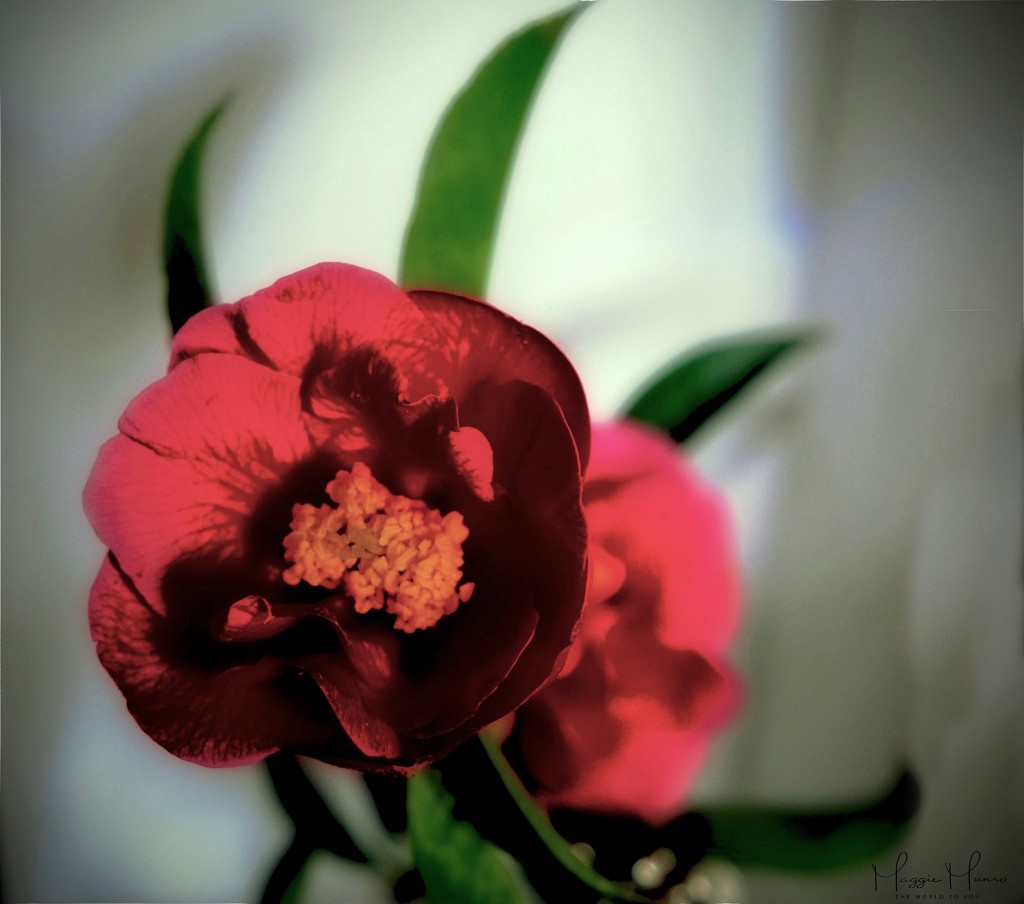 Camellia came.. by maggiemae