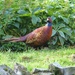  Mr Pheasant  by susiemc
