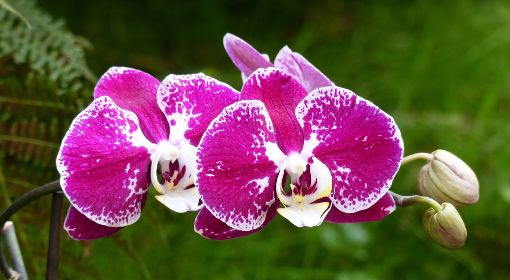 Another Orchid Success by susiemc