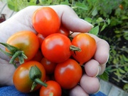 31st Aug 2017 - Cherry Tomatoes