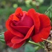 A Red,Red Rose by carole_sandford