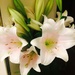 Blooming Lillies  by sarahabrahamse