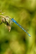31st Aug 2017 - Another blue damselfly