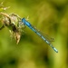 Another blue damselfly by pamknowler