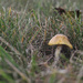 Yellow Fungi by loweygrace