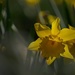 Day 4 - Daffodil Day by positive_energy