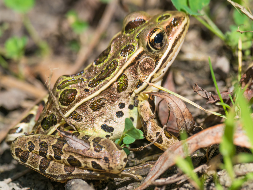 Leopard Frog Closeup by rminer