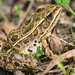 Leopard Frog Closeup by rminer