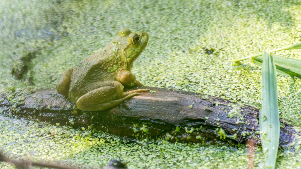 Green Frog on a log Wide by rminer