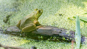 30th Aug 2017 - Green Frog on a log Wide