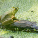 Green Frog on a log Wide by rminer