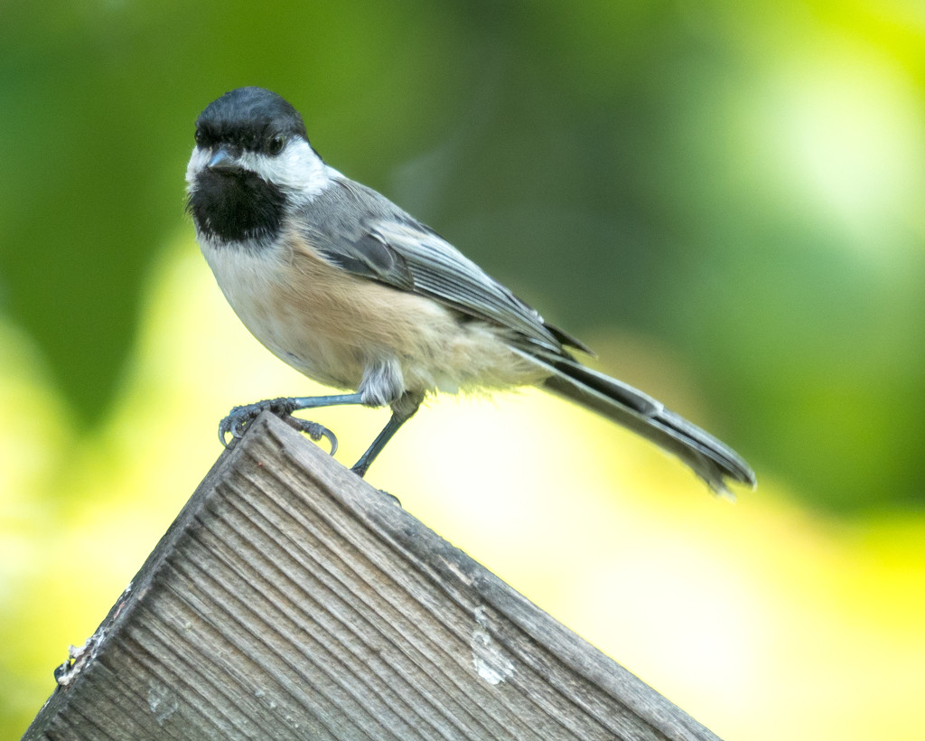 Black Capped Chickadee by rminer