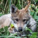 Wolf Pup  by randy23