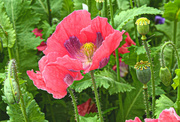 31st Aug 2017 - Poppy and Buds