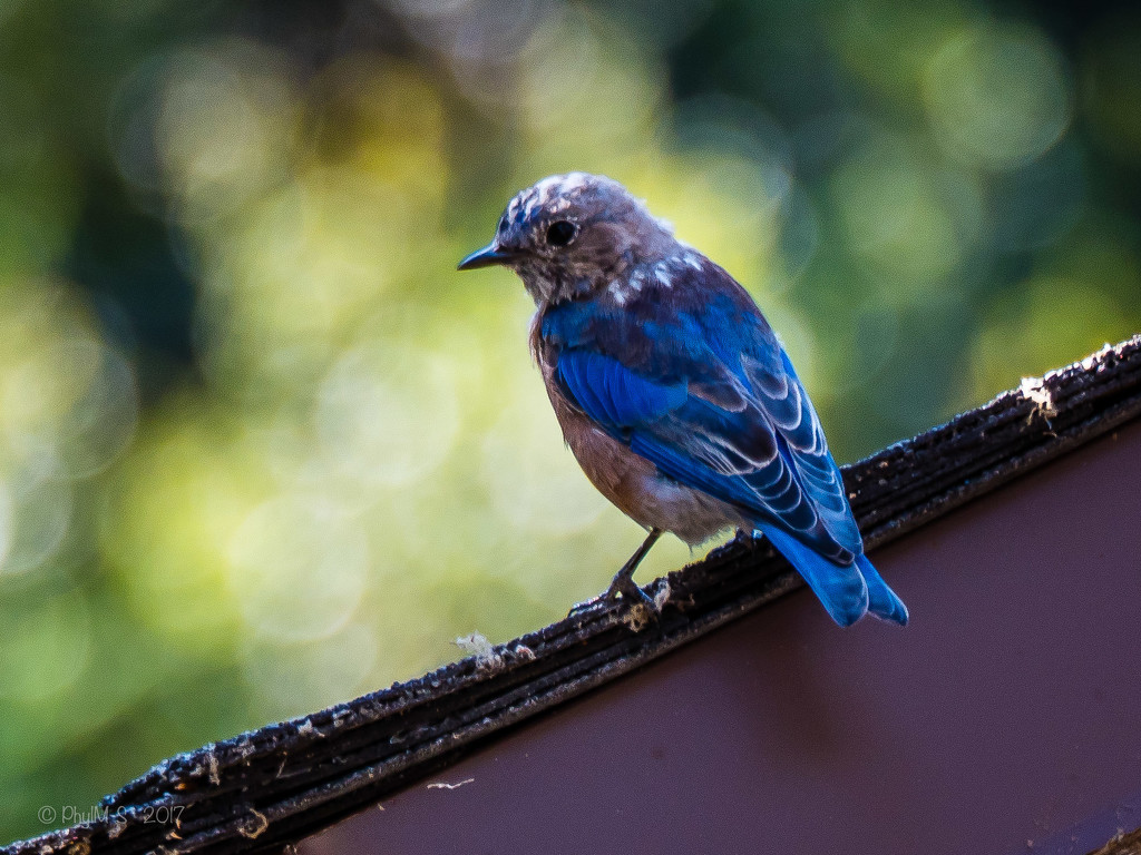 Bountiful Bluebird of Happiness by elatedpixie