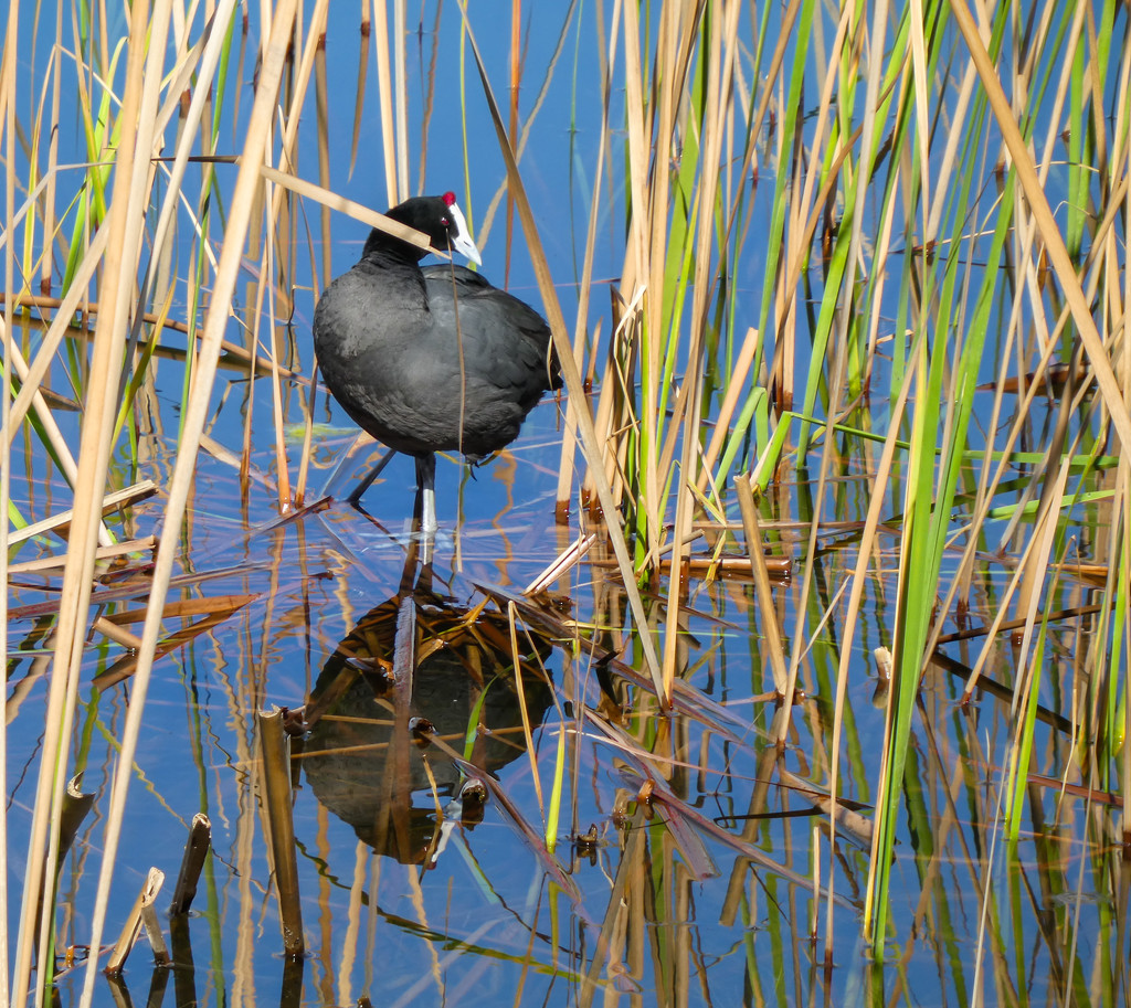 This Red knobbed Coot was so busy....... by ludwigsdiana