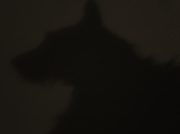 1st Jan 2011 - Guess whose silhouette this is ?