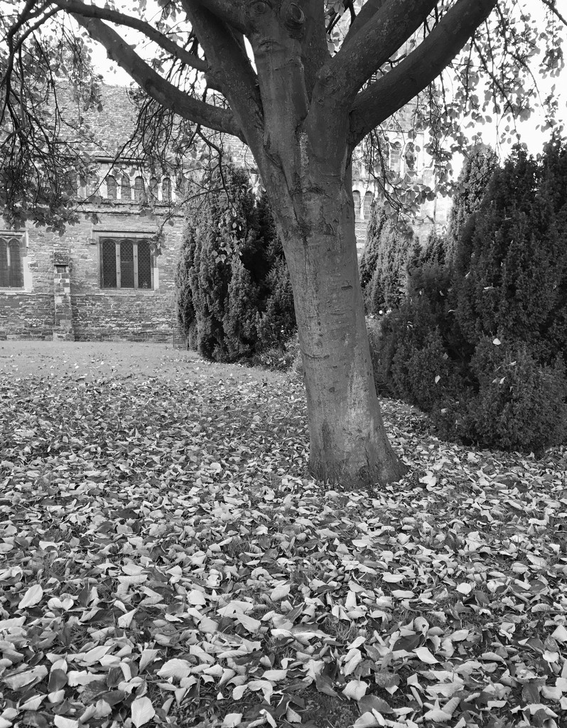 Fallen leaves... by anne2013