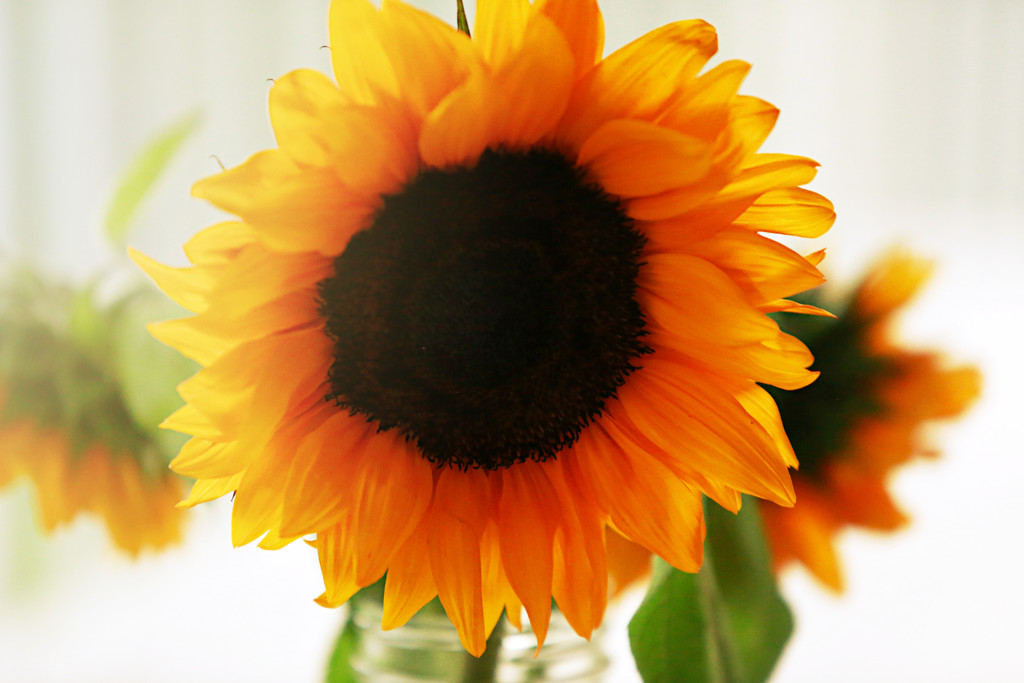 Sunshiny Sunflower  by gq