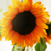 Sunshiny Sunflower  by gq