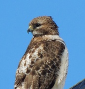 13th Mar 2017 - Red-tailed Hawk