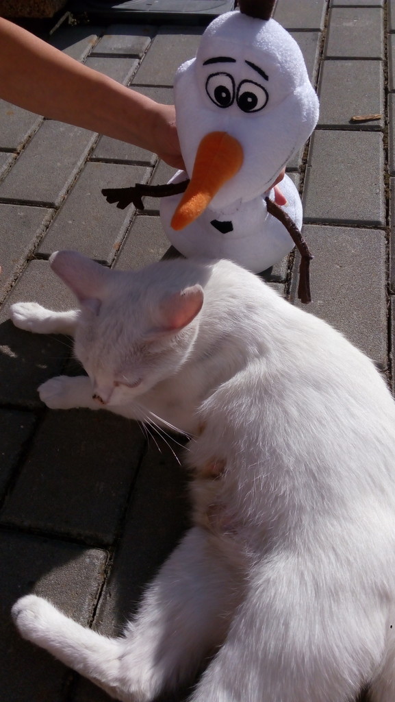 Olaf and cat by jakr