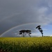 Rainbows Over The Canola Fields..._DSC2282 by merrelyn