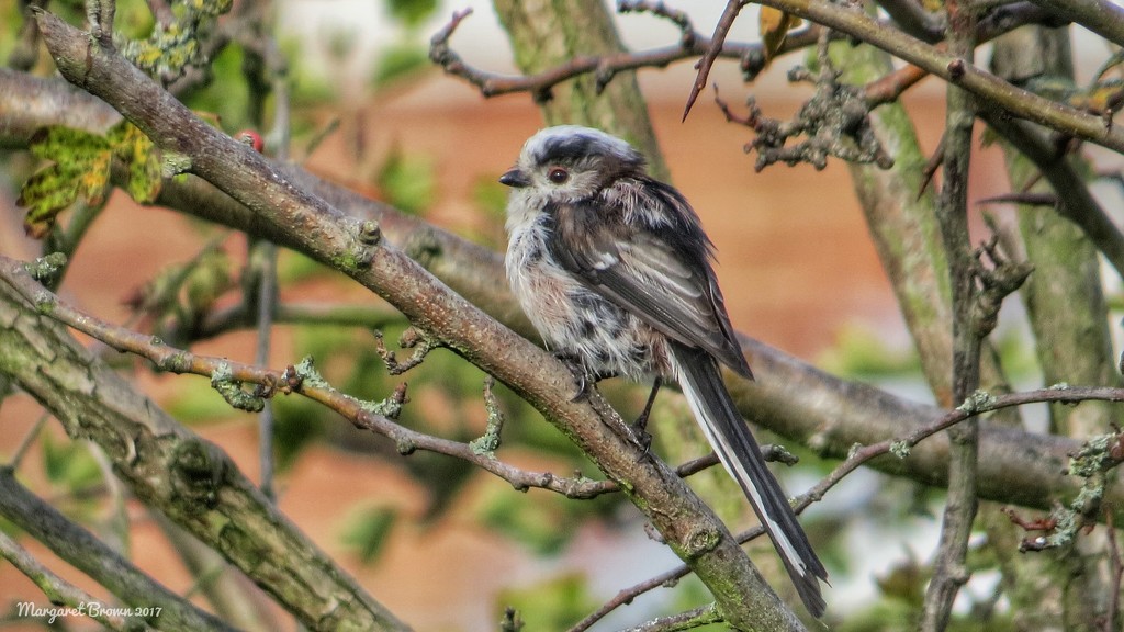 Long tailed Tit by craftymeg