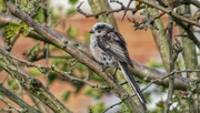 1st Sep 2017 - Long tailed Tit