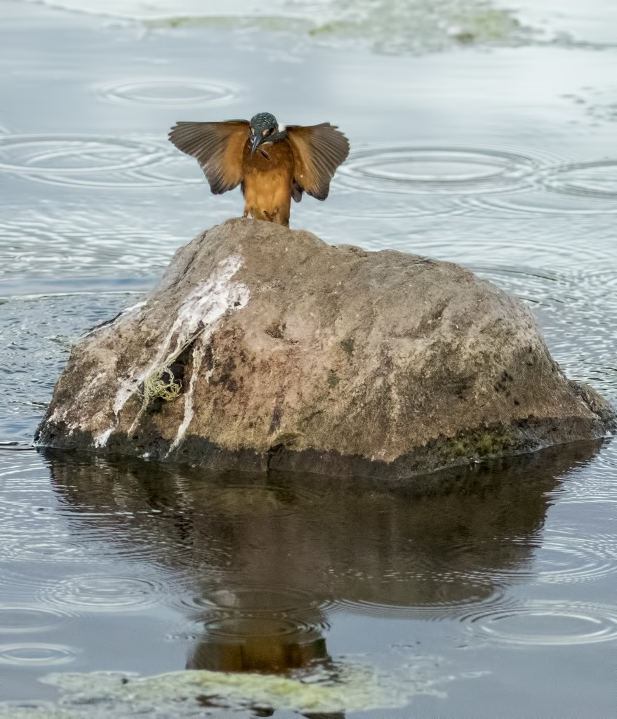 Kingfisher landing pad by shepherdmanswife