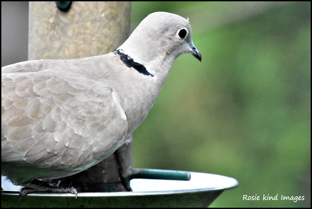Collared dove (best on black) by rosiekind
