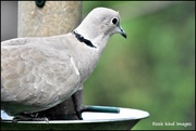 1st Sep 2017 - Collared dove (best on black)