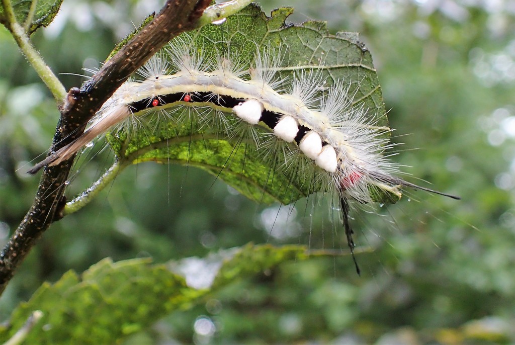 Tussock Moth Caterpillar by cjwhite