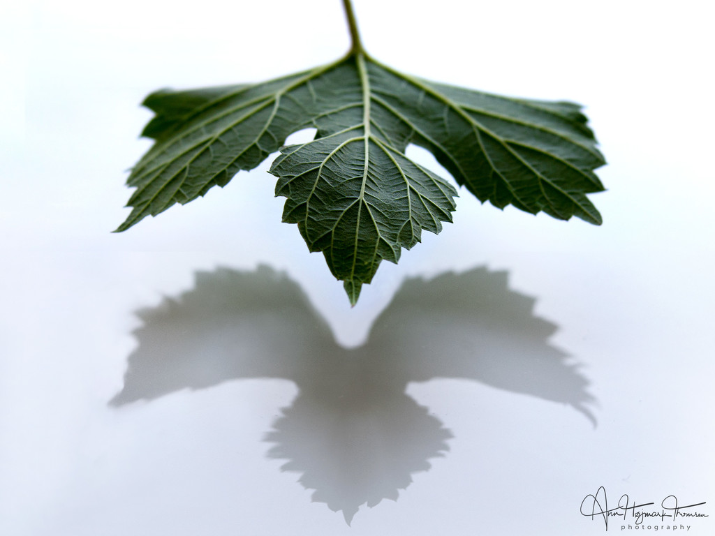 Hop leaf by atchoo
