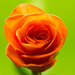 Orange Rose by elisasaeter