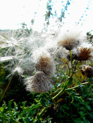 31st Aug 2017 - Seeds blowing in the wind...